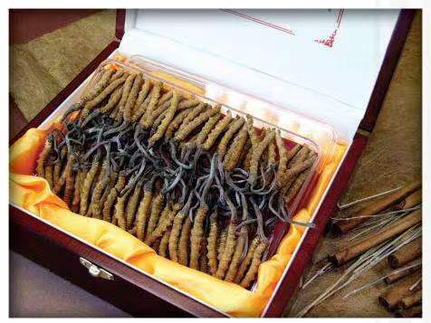 晋中冬虫夏草回收